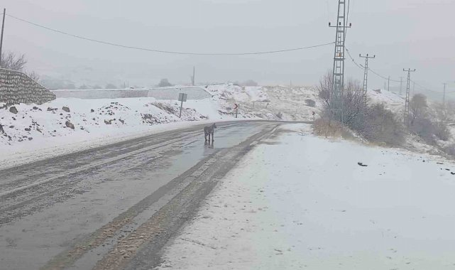 Malatya'da nesli tükenmekte olan vaşak görüldü