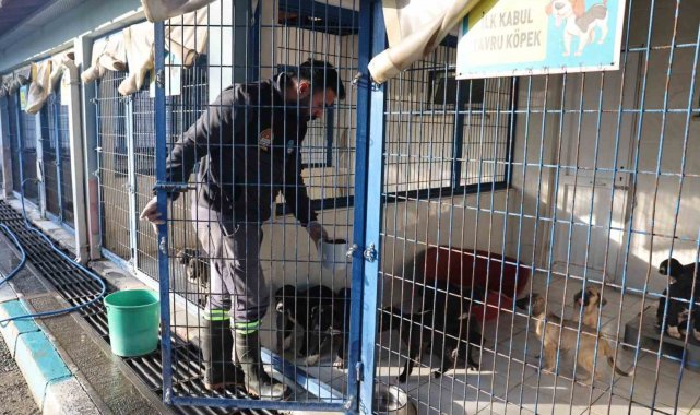 Nilüfer'deki sahipsiz canlar sıcak yuvalarını bekliyor