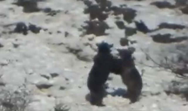 Oyun oynayan iki ayının görüntüsü izleyenleri gülümsetti