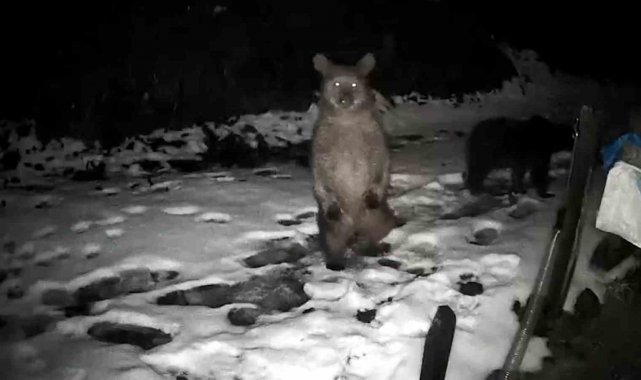 Rize'de arı kovanlarına musallat olan ayılar 'Elektro Şoklu Çit Sistemi' engelini aşamadı