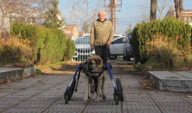 Sakat kalan köpeğini yürüteç ile hayata bağladı