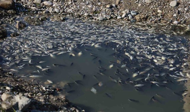 Seyhan Nehri'ne balıklar için can suyu bırakıldı