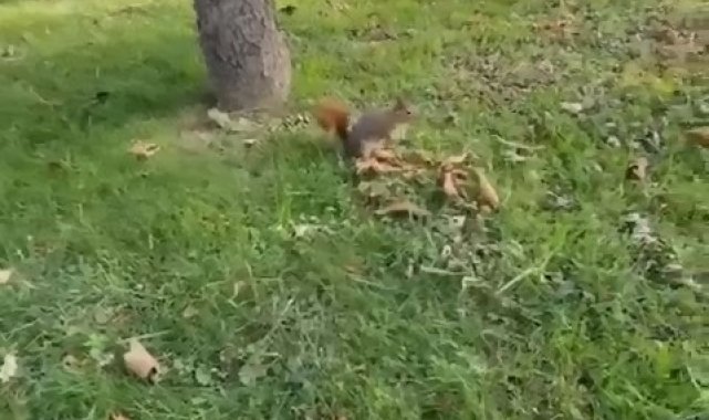 Sincabı kendi elleriyle böyle besledi