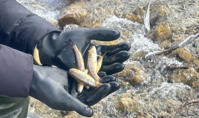 Sinop'ta biyolojik çeşitlilik envanter balıklandırma çalışmaları