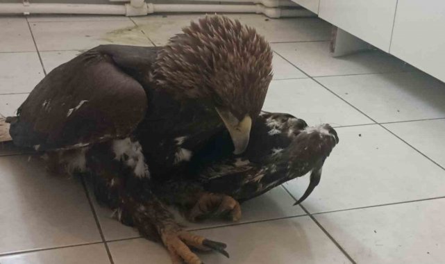 Sivas'ta bulunan yaralı kaya kartalı tedavi altına alındı