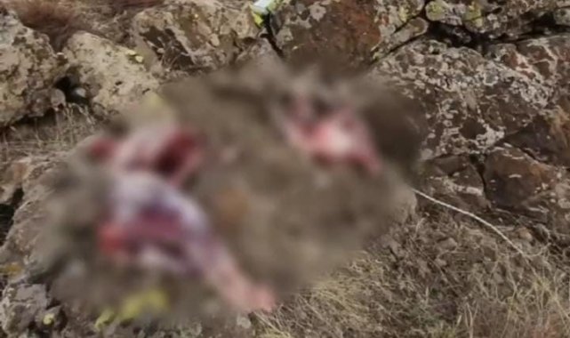 Tunceli'de koruma altındaki 2 yaban keçisini avlayanlara 1 milyon 300 bin lira para cezası