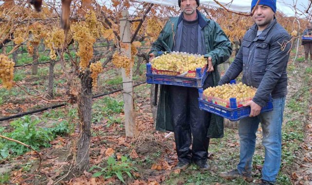 Yılbaşı üzümleri yola çıktı