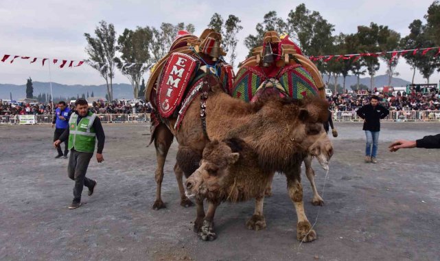 Başkan Kaya'dan yılın ilk deve güreşine davet