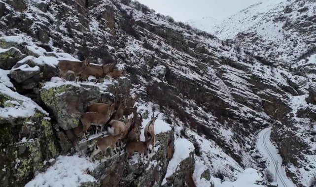 Sürü halinde gezen dağ keçileri Bayburt'ta drone kamerasıyla görüntülendi