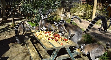 118 türden hayvanın korunduğu park bayramda da ziyarete açık