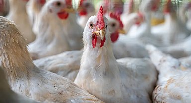 ABD'de 2017'den itibaren ilk H7N9 kuş gribi salgını görüldü