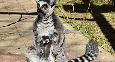 Antalya Doğal Yaşam Parkı'nda 3 lemur yavrusu dünyaya geldi