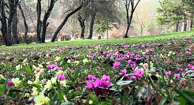 Baharın müjdecisi Abant çiğdemleri, milli parka renk kattı