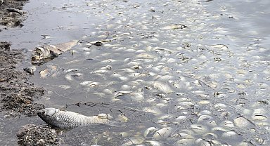 Baraj göletinde toplu balık ölümleri