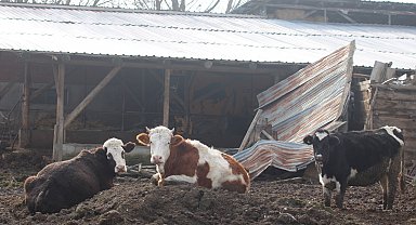Bolu'da 22 köyde şap karantinası