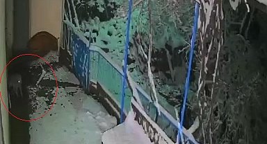 Çakal, balkondaki tepsiyi alıp götürdü