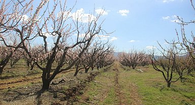 Çanakkale'de çiçek açan meyve ağaçlarını don vurdu