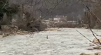 Derede akıntıya kapılan karaca kamerada