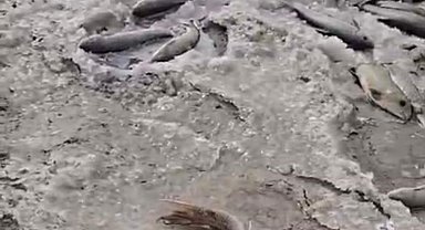 DSİ, Aras Nehri'nde balık ölümlerinin yaşandığı arkı kapattı