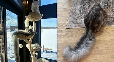 Dünyanın en uzun kuyruklu kedisi, Guinness Rekorlar Kitabı'na girdi