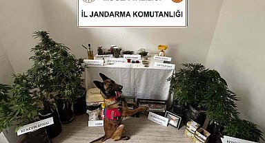 Evdeki uyuşturucuyu 'Arya' buldu; 1 tutuklama