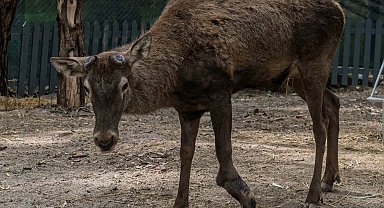 Fabrikanın bahçesinde yaralı bulunan geyik emin ellerde