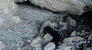 Gökova Körfezi'nde yavru Akdeniz foku, fotokapanla görüntülendi