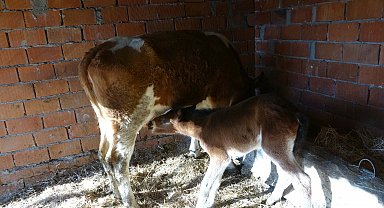 İnek, annesi ölen tayı emziriyor