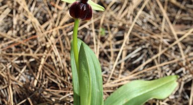 Kemer'de orkide mevsimi başladı; koparmanın cezası 557 bin 212 TL