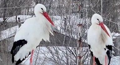 Köyün müdavimi leylekler