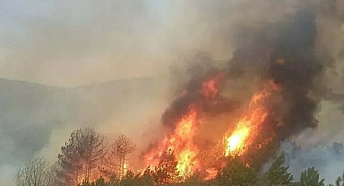 Kütahya'da orman yangını