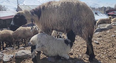 Kuzular anneleri ile buluştu, güzel görüntüler ortaya çıktı