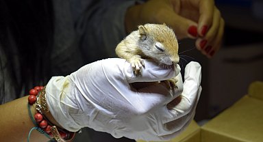 Minik sincaba 'annelik' yapıyor