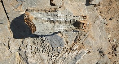 Namibya Çölü kayalıklarında bilinmeyen yaşam formu bulundu