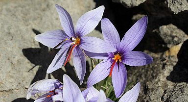 Olimpos safranı biyokaçakçıların hedefinde