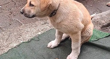 Ordu'da yavru köpekleri ezen sürücü, yoluna devam etti