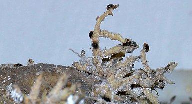 Orman zararlılarıyla mücadelede faydalı böcekler iş başında