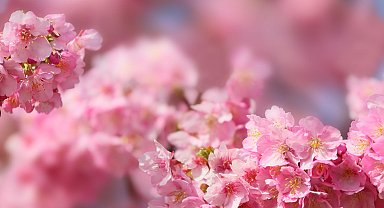 Tokyo'da kiraz çiçekleri açmaya başladı