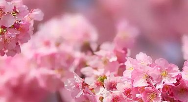 Washington'da kiraz çiçekleri açtı