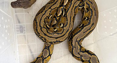 Yolcu otobüsünde, karton kutuda piton ele geçirildi