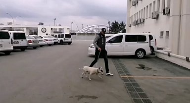 10 bin avro değerindeki köpeği çalan şüpheli tutuklandı