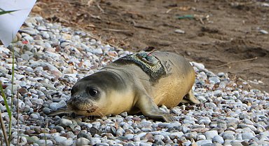 101 gün sonra denizle buluşturulan yavru fok ölü bulundu