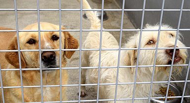 20 yılda 566 bin 791 hayvan sahiplendirildi