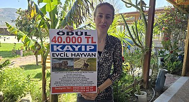 3 aydır kayıp olan köpeği Çilek'i bulana 40 bin lira ödül verecek