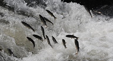 'İnci kefallerini çok zorlu bir göç yolculuğu bekliyor'
