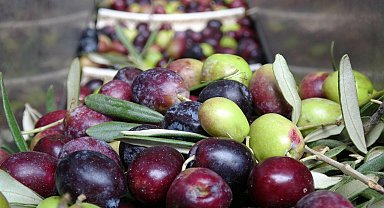 'Sofralık zeytinde dünya birincisi, zeytinyağında ikinci olduk'