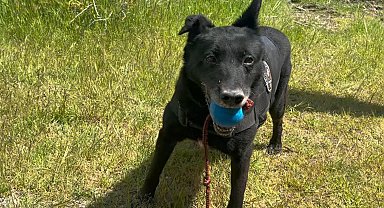 'Zeytin' ve 'Gölge'nin operasyon hazırlığını DHA görüntüledi; top ararken uyuşturucu buluyorlar