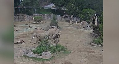 ABD'de filler, deprem sırasında 'uyarı çemberi' oluşturdu