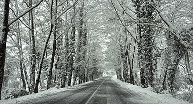 Ağaç tünel yolda beyaz güzellik