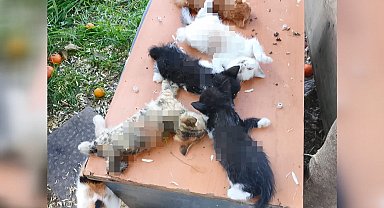 Apartman bahçesindeki 8 yavru kedi, kesici aletle öldürüldü